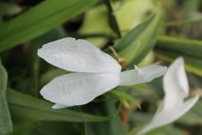 Roscoea purpurea Snow Goose